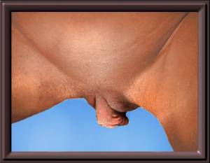 Meaty Pussy Lips x35 n7ad73375w
