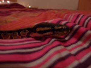 Snake Seks x168 p7a6sml4ib