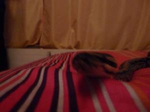 Snake Seks x168 p7a6smsgxi