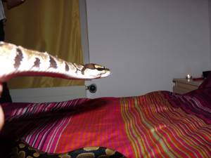 Snake Seks x168 e7a6sntoxx