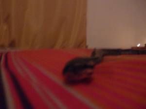 Snake Seks x168 r7a6smvtfh