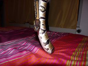 Snake Seks x168 w7a6sn9bwu